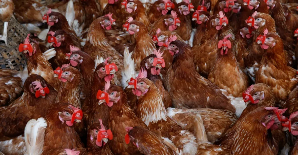 cẩm nang chăm sóc gà chọi