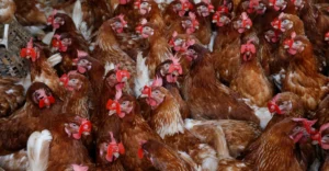 cẩm nang chăm sóc gà chọi