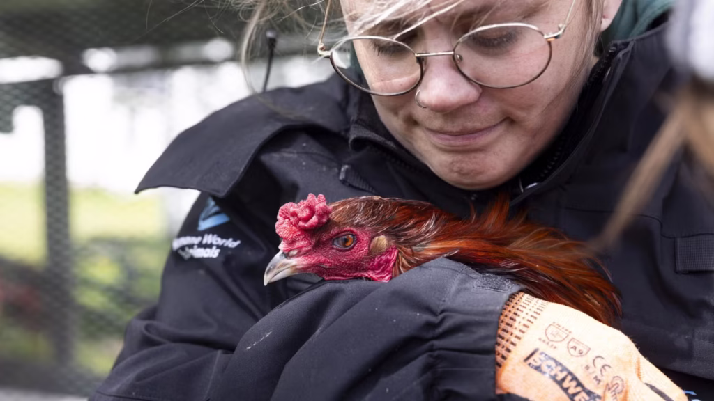 Chăm sóc hồi phục sau luyện tập và sau trận đá gà trực tiếp