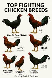 Chọn giống gà chọi chuẩn cho đấu trường Thomo