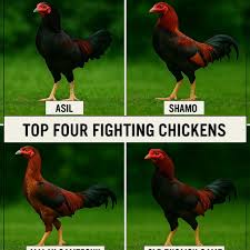 Tiêu chuẩn quan trọng của một chiến kê xuất sắc